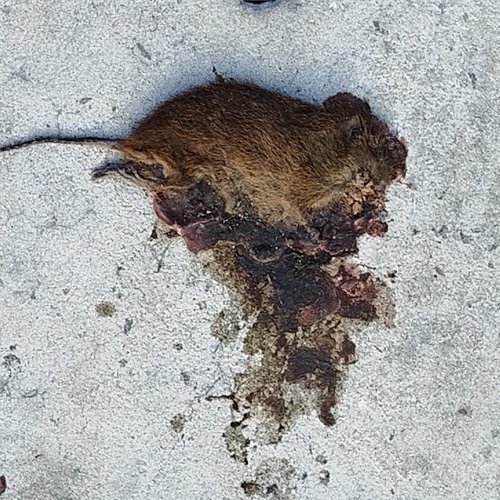 Toltec Cotton Rat (Sigmodon toltecus)