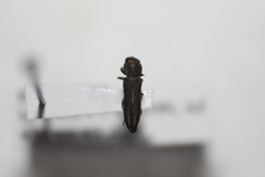 Agrilaxia arizonae