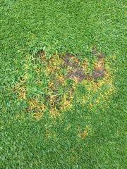 Apiognomonia errabunda