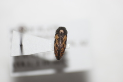 Acmaeodera parkeri