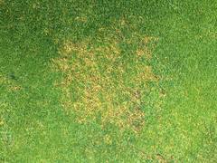 Apiognomonia errabunda