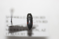 Acmaeodera acanthicola