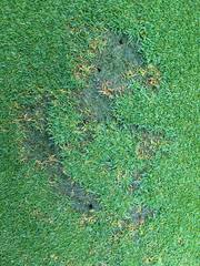 Apiognomonia errabunda