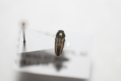 Acmaeodera cazieri