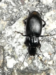 Pterostichus burmeisteri