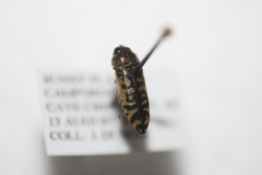 Acmaeodera solitaria