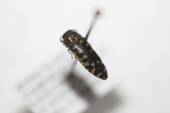 Acmaeodera solitaria