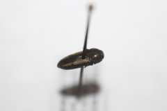 Acmaeodera cazieri