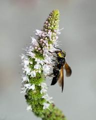 Tachytes guatemalensis