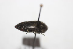 Acmaeodera rubronotata