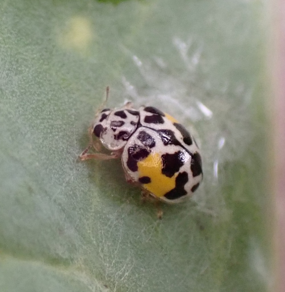 Cuban Fairy Lady Beetle