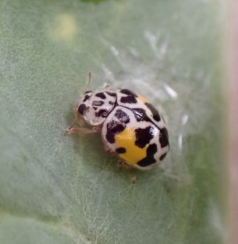 Psyllobora nana Mulsant, 1850