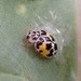 Cuban Fairy Lady Beetle - Photo (c) Lisa Johnson, some rights reserved (CC BY-NC), uploaded by Lisa Johnson