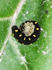 Tenthredo mandibularis