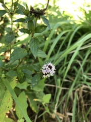 Mentha × piperita