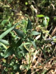 Mentha × piperita
