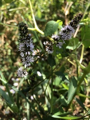 Mentha × piperita