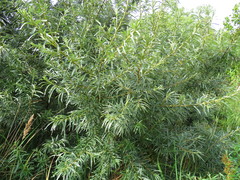 Hippophae rhamnoides