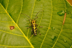 Saperda scalaris