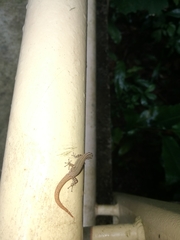 Sphaerodactylus graptolaemus