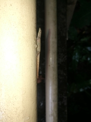 Sphaerodactylus graptolaemus