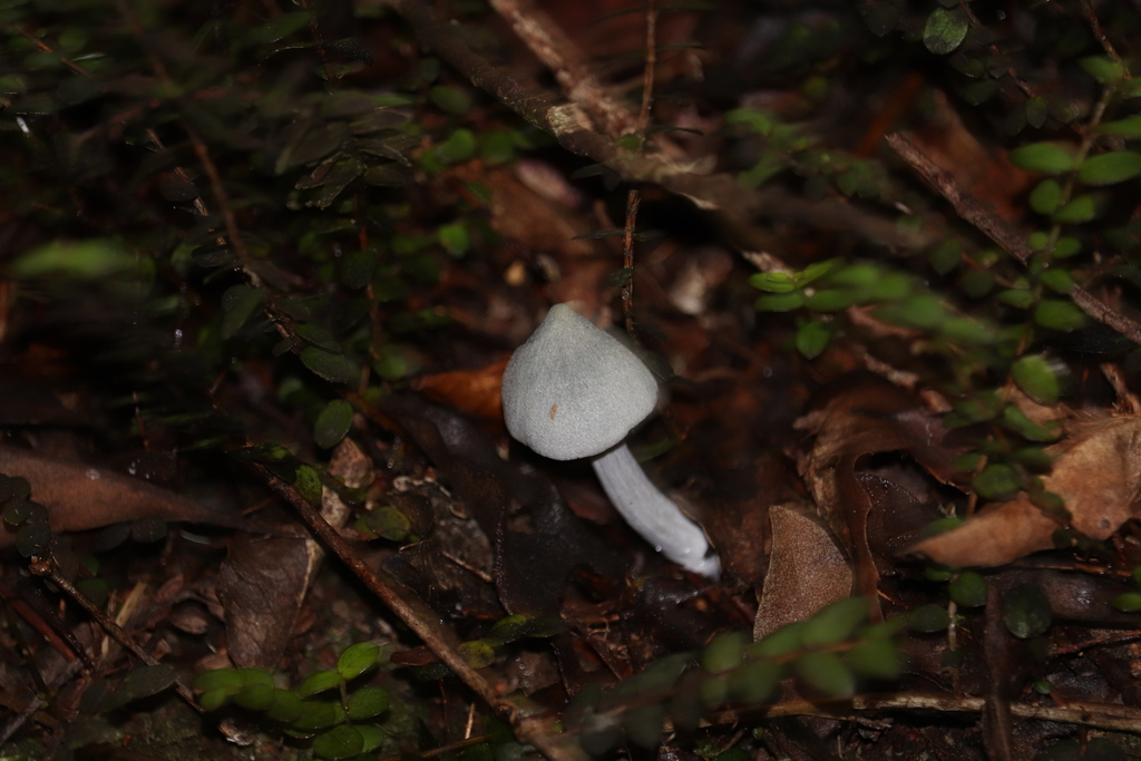 Entoloma canoconicum · March 2025 · photo: © sam-rajnikant (iNaturalist, cc-by)