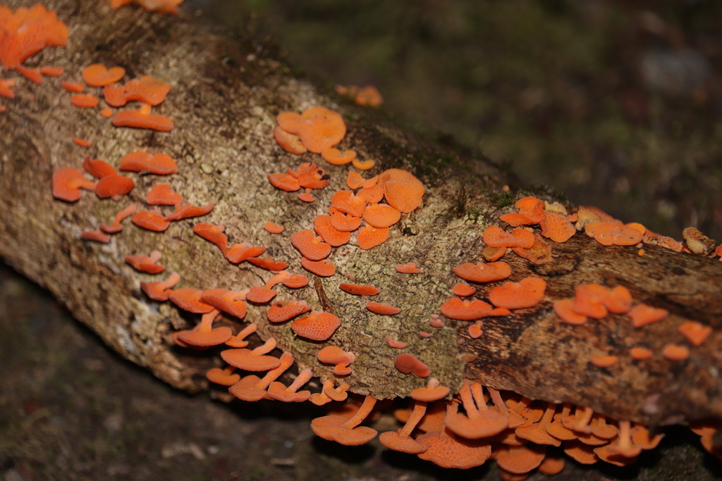 Favolaschia claudopus · March 2025 · photo: © sam-rajnikant (iNaturalist, cc-by)