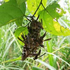 Polistes myersi