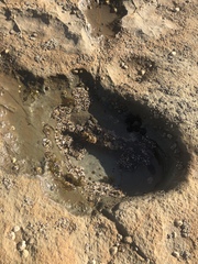 Anthopleura elegantissima