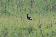 Houbaropsis bengalensis