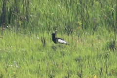 Houbaropsis bengalensis