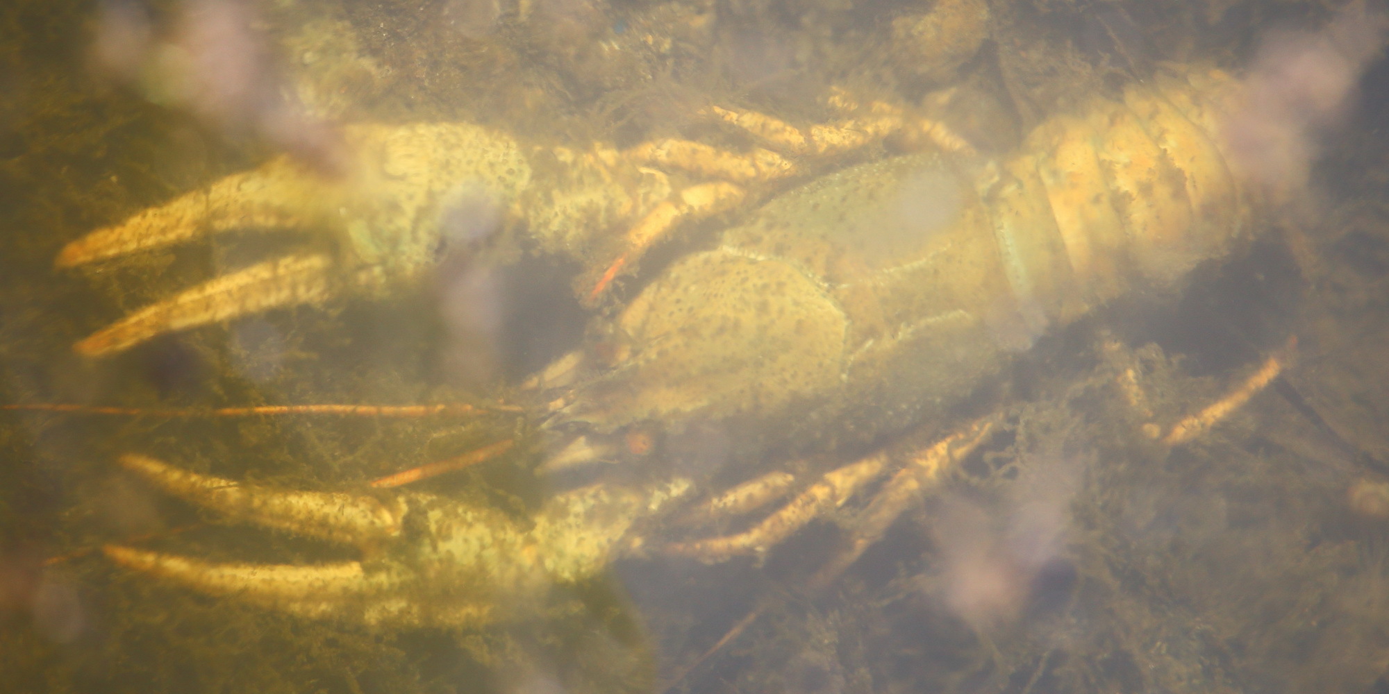 Узкопалый Речной Рак (Pontastacus leptodactylus)