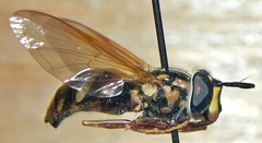 Chrysotoxum pubescens
