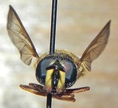 Chrysotoxum pubescens