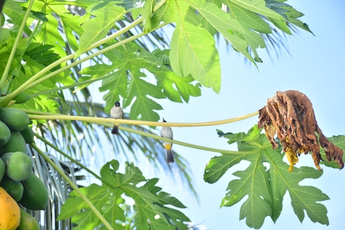 Pycnonotus aurigaster