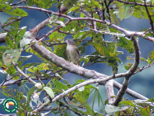 Buffy-fronted Seedeater (Sporophila frontalis), photo 9
