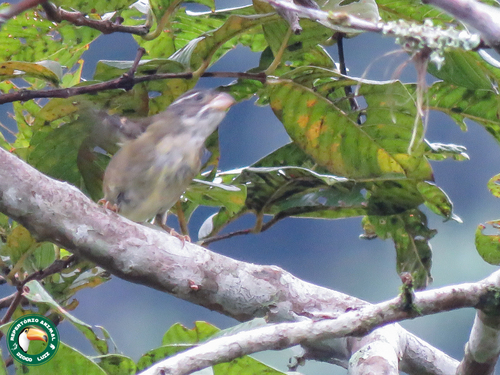 Buffy-fronted Seedeater (Sporophila frontalis), photo 8