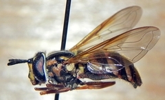 Chrysotoxum pubescens