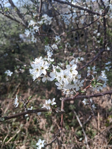 Foto de Ameixa japonesa