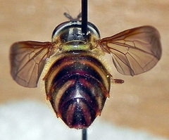 Chrysotoxum pubescens