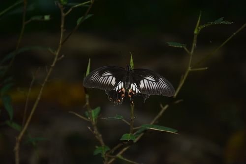 Papilio tereas