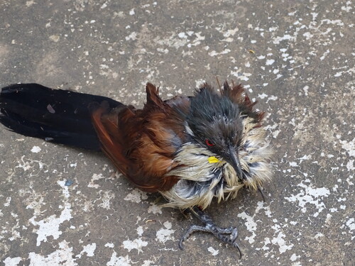 Senegal Coucal