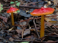 Hygrocybe cuspidata