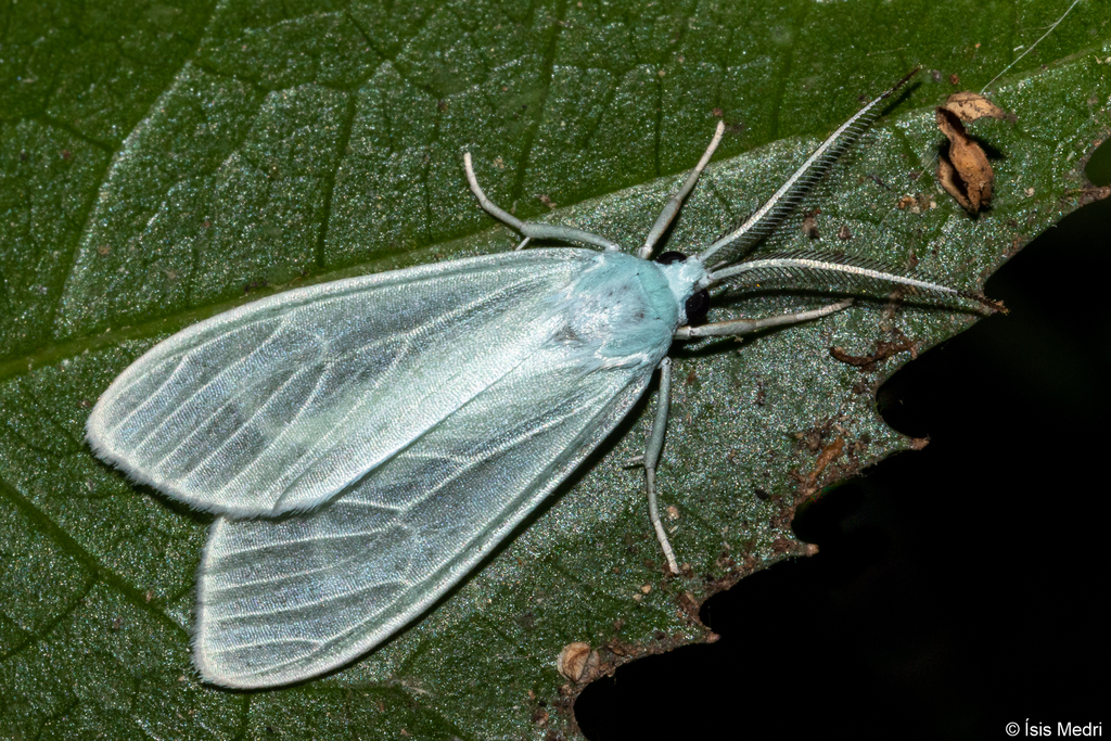 Eucereon vestalis