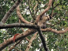 Cercopithecus ascanius schmidti