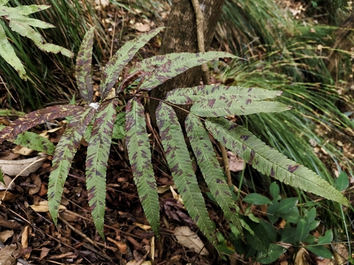 Menisciopsis penangiana, 2025-04-08