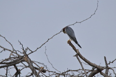 Falco chicquera