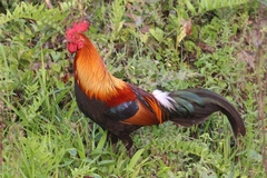 Gallus gallus murghi