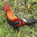 Indian Red Junglefowl - Photo (c) subhashc, some rights reserved (CC BY-NC)