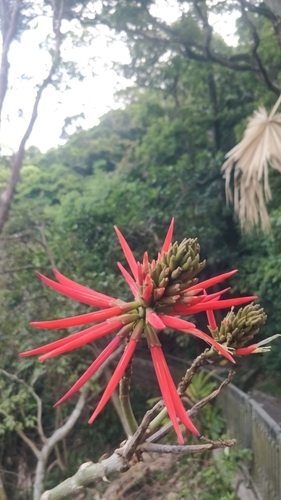 Image of Erythrina speciosa by (c) Ben Jobson, some rights reserved (CC BY)